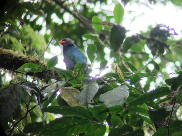 Spotting Image 1