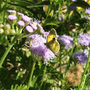 Dainty Sulphur