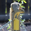Fox Squirrel