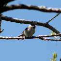 Carolina Chickadee