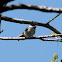 Carolina Chickadee