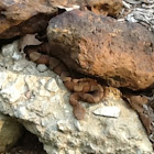 Copperhead