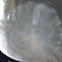 moon jelly, moon jellyfish, common jellyfish, or saucer jelly
