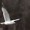 Ring-billed Gull