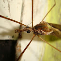 Giant crane fly