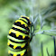 Monarch caterpillar