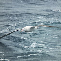Wandering Albatross