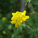Bird's foot trefoil