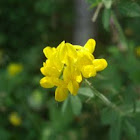 Bird's foot trefoil