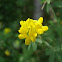Bird's foot trefoil