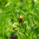 Lady Bug