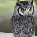 Long-eared Owl