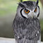 Long-eared Owl