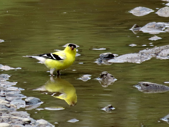 Spotting Image 1