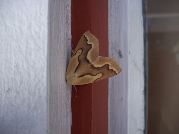 Spotting Image 1