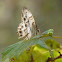 Southern Pearly-eye