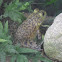 American Bullfrog