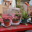 Sundew's Bog garden