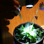 sundew's Container garden