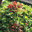 Strawberries in October