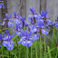 Iris'