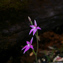 Pink Fairy Orchid