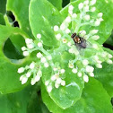 Housefly 