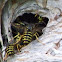 yellow jacket