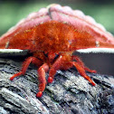 Io moth