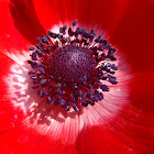 Anemona, Anemone coronaria