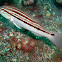 Sand Perch