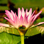 Water Lily