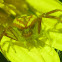 Unknown Crab Spider