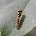soldier fly