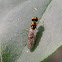 soldier fly