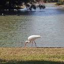 White Ibis
