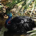 Southern Cassowary