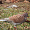 Rock Pigeon