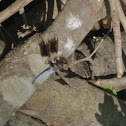 Common Whitetail Skimmer