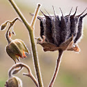 Velvetleaf