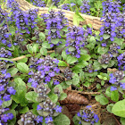 Purple Dead-Nettle