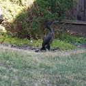Brandt's Cormorant