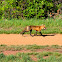 Red Fox