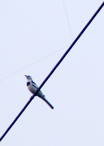 Spotting Image 1