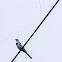 White Wagtail