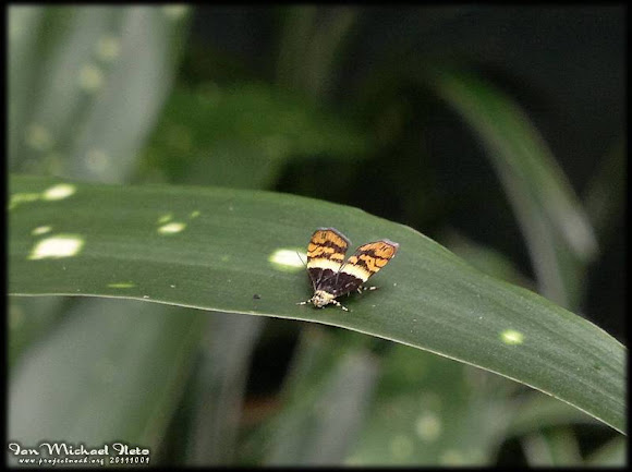 Spotting Image 1