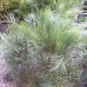  Winged Broom-pea