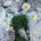 Alpine poppy