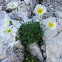 Alpine poppy