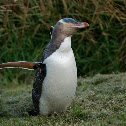 Yellow- Eyed Penguin